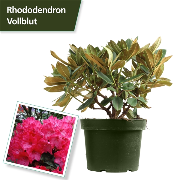 <h4>Rhodo. (Y) 'Vollblut' red</h4>