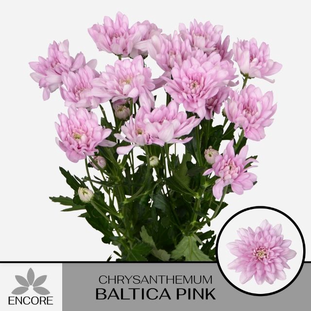 <h4>CHR T BALTICA PINK</h4>