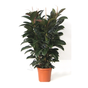 Ficus overig gemengd 3 soorten