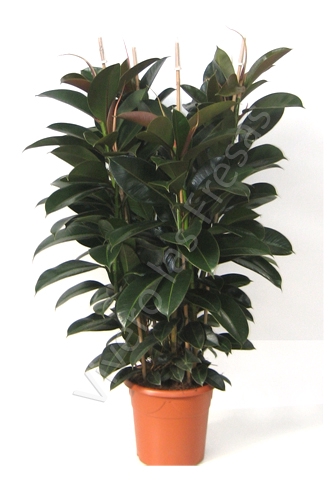 <h4>Ficus overig gemengd 3 soorten</h4>