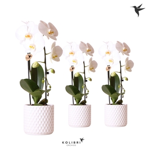 Kolibri Orchids Phalaenopsis Cascade Niagara Fall white 1 spike in Diamond pot white