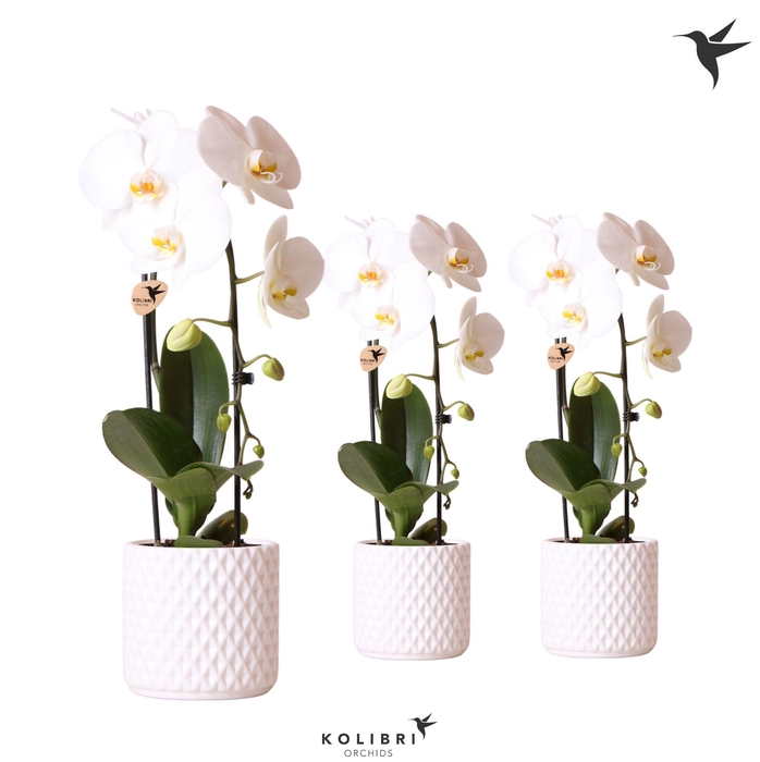 <h4>Kolibri Orchids Phalaenopsis Cascade Niagara Fall white 1 spike in Diamond pot white</h4>