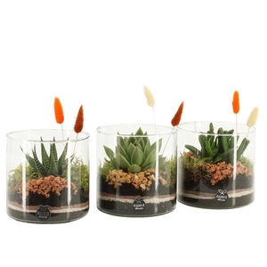 41584: Treasure time arrangement