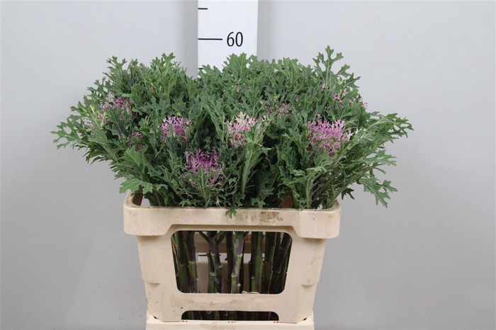 <h4>Brass Crane Queen</h4>