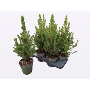 PICEA GL CONICA