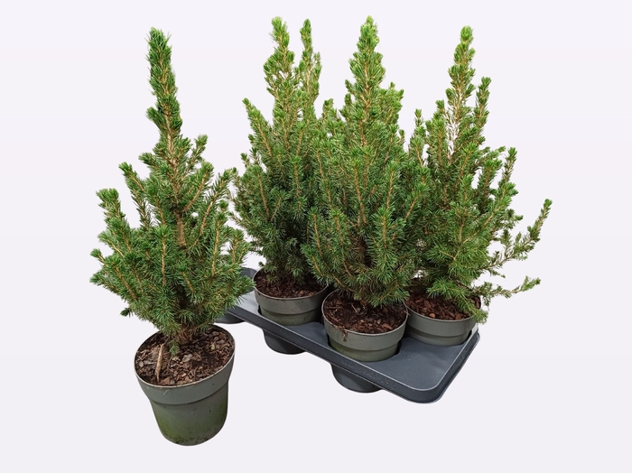 <h4>PICEA GL CONICA</h4>