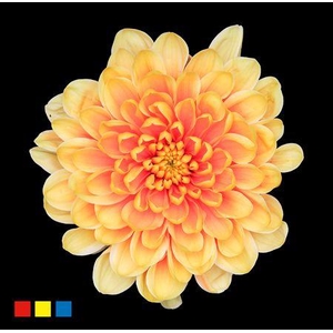 Chr T Altaj Sunshine