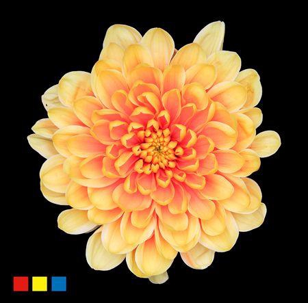 <h4>Chr T Altaj Sunshine</h4>