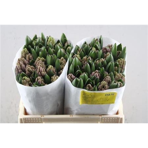 Hyac Anna Liza Ex Dw