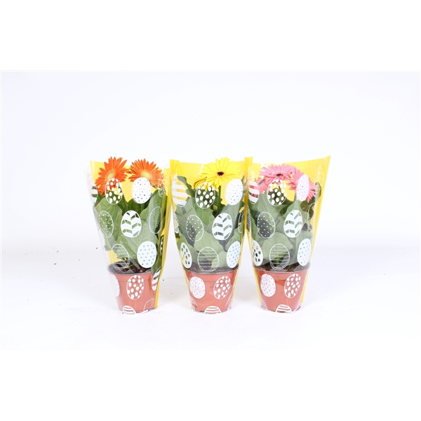 <h4>Gerbera gemengd 2+bl 12cm paasei hoes</h4>