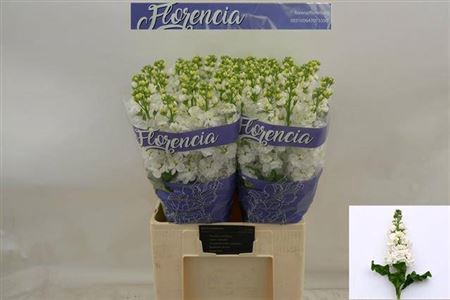 <h4>Matth Aida White N L</h4>