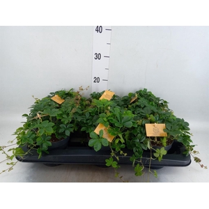 Parthenocissus inserta