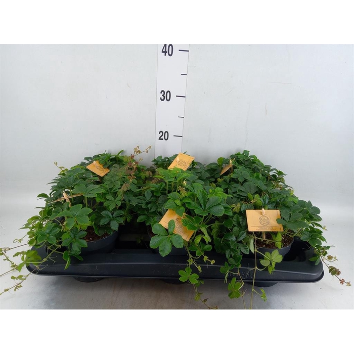 <h4>Parthenocissus inserta</h4>