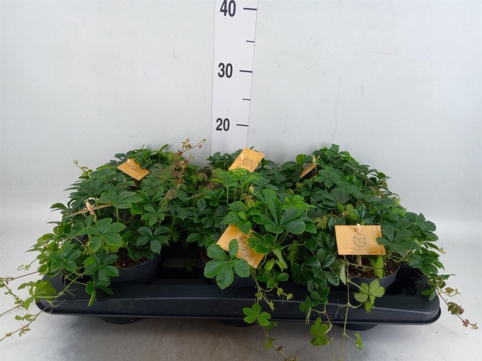 <h4>Parthenocissus inserta</h4>