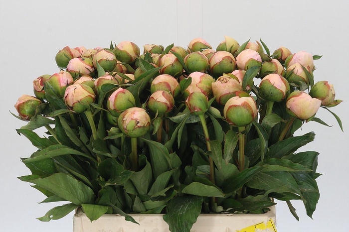 <h4>Paeonia Alertie</h4>