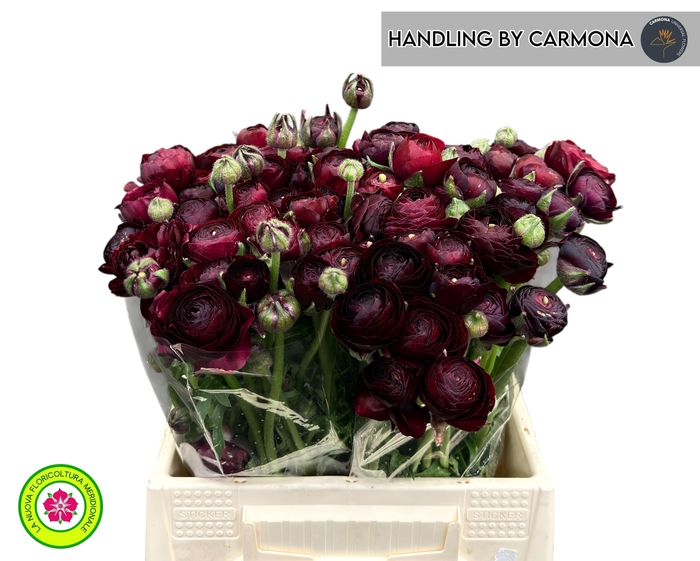 <h4>RANUNCULUS OV</h4>