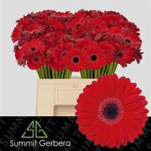 Ge Mi Black Tie