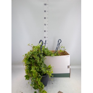 Hedera helix 'Mint Kolibri'