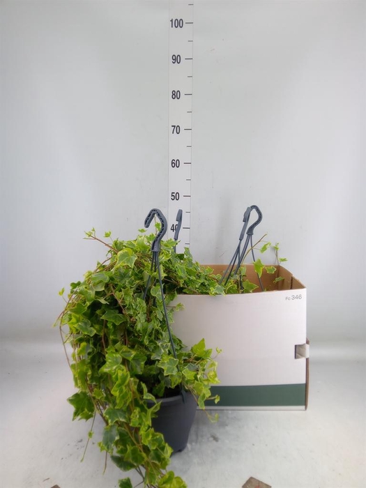 <h4>Hedera helix 'Mint Kolibri'</h4>