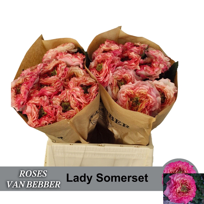 <h4>R GR LADY SOMERSET</h4>