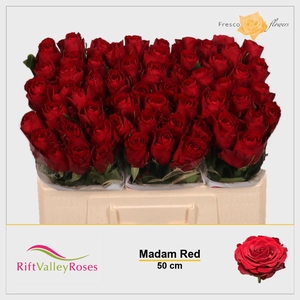 R GR MADAM RED