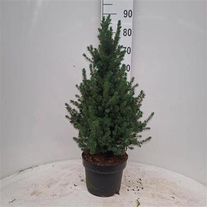 P.PICEA AB CONICA 80