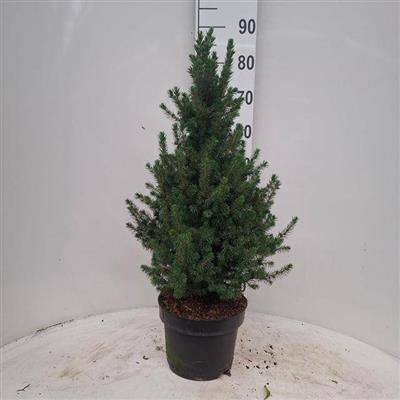 <h4>P.PICEA AB CONICA 80</h4>