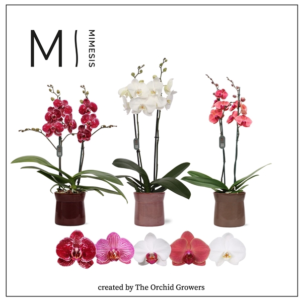 <h4>Mimesis Phal. Mix - 2 spike 12cm in Elise ceramic</h4>