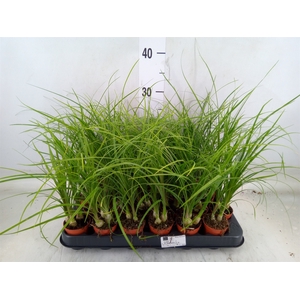Beaucarnea recurvata