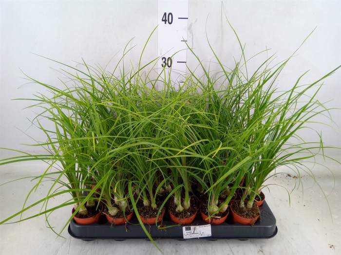 <h4>Beaucarnea recurvata</h4>