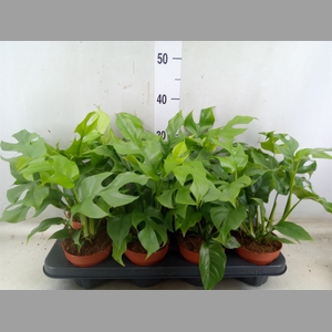 Rhaphidophora tetrasperma