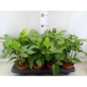 Rhaphidophora tetrasperma