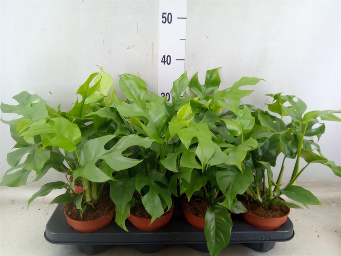 <h4>Rhaphidophora tetrasperma</h4>