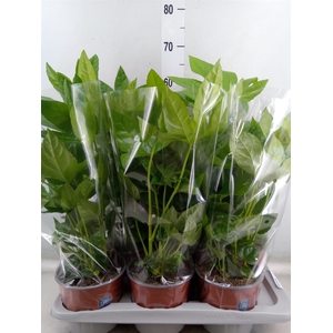 Fatsia japonica   ...