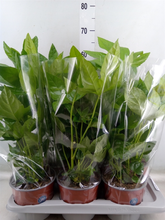 <h4>Fatsia japonica   ...</h4>