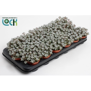 Sedum purpureum