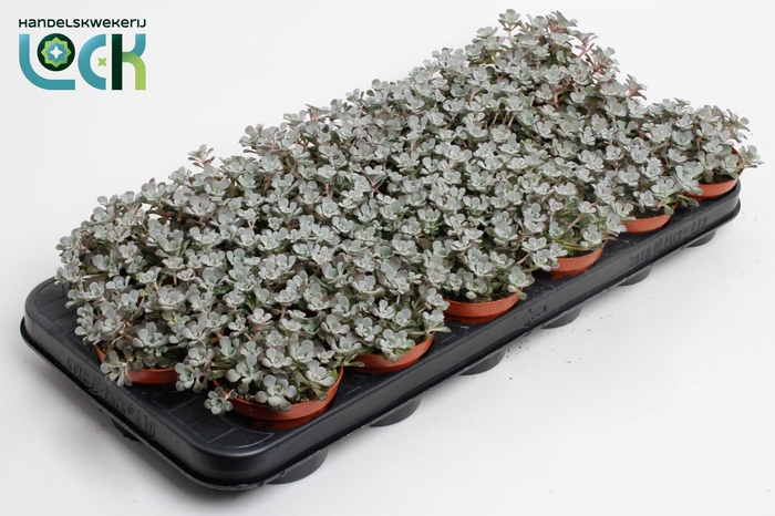 <h4>Sedum purpureum</h4>