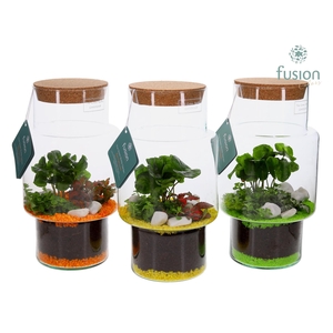Green Bottle Sara Medium met Terrarium Arrangement