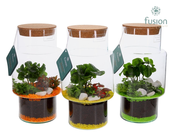 <h4>Green Bottle Sara Medium met Terrarium Arrangement</h4>