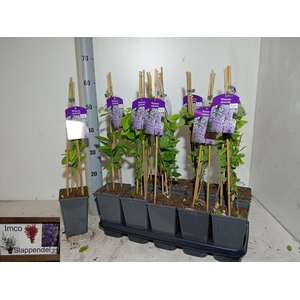 WIST SINENSIS