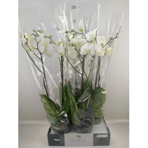 Phalaenopsis   ...white
