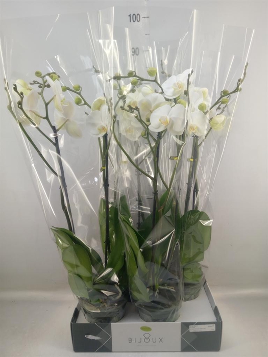 <h4>Phalaenopsis   ...white</h4>