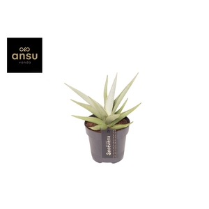 Sansevieria Comet Pastel Grey No. 1