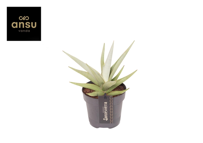 <h4>Sansevieria Comet Pastel Grey No. 1</h4>