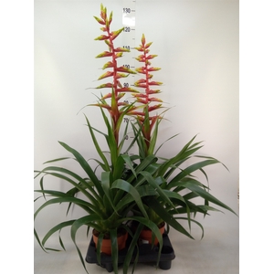 Guzmania  'Rebel'