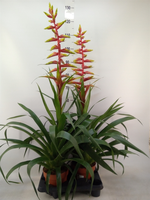 <h4>Guzmania  'Rebel'</h4>