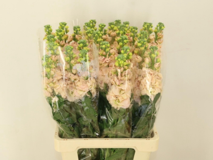 <h4>MATTH IRON APRICOT</h4>