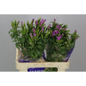 Clarkia Bicolor