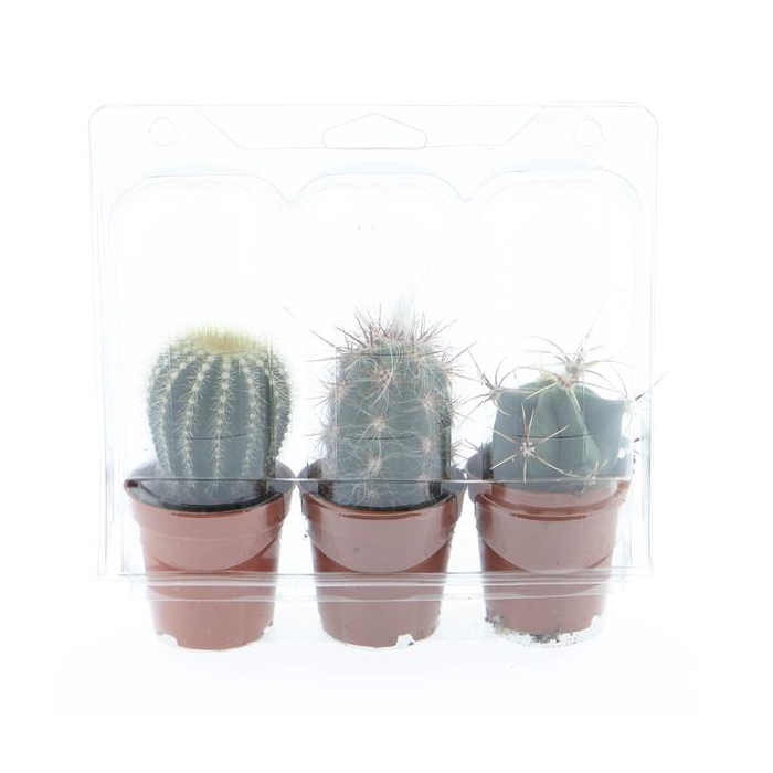 <h4>Cactus blister</h4>