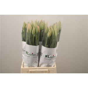 Tu Fr En Bella Blush